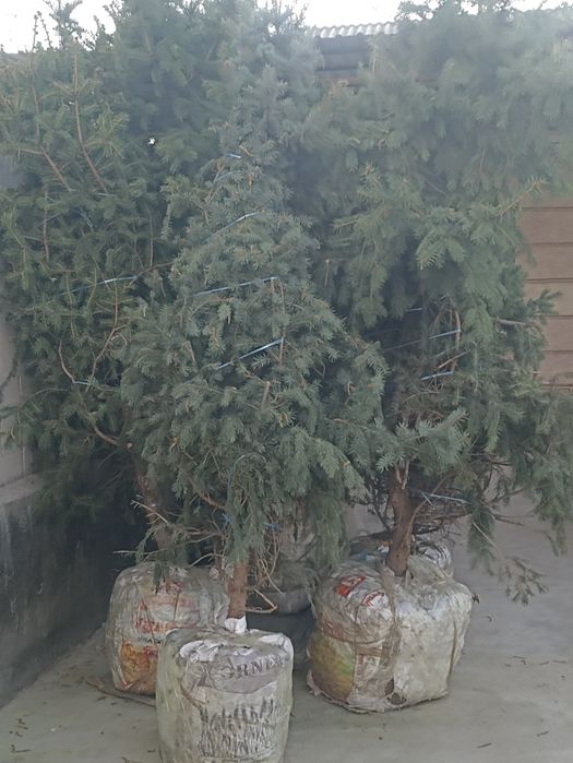 Арча галобой ел ун беш йилик беш туп яхши холатда саклансотил