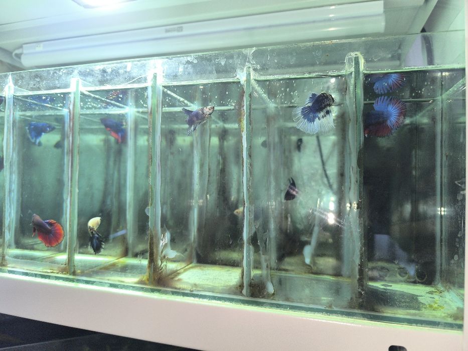 Рыбка Петушок Супер Дельта