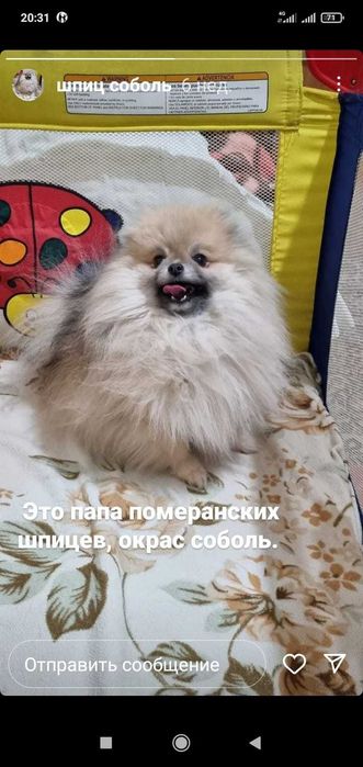 Вязка померанского кобеля . Миник