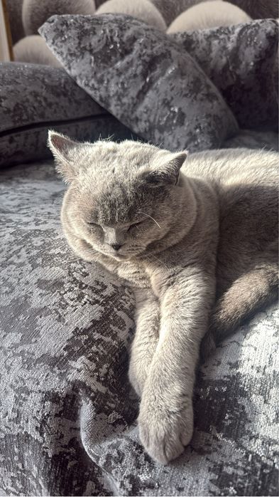 Британский короткошерстный