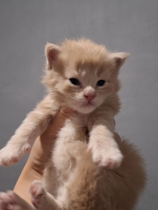 Предлагаются котята мейн-кун!