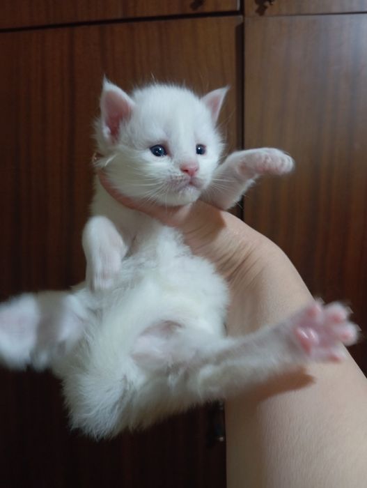 Милейшие котята Мейн Кун