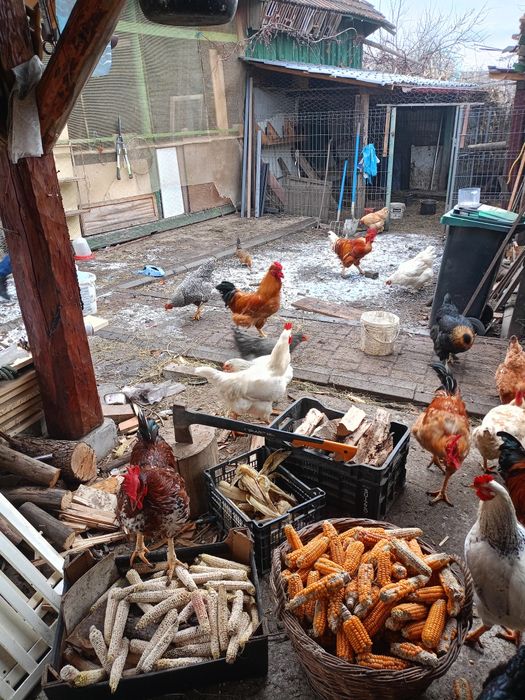 Vând cocoși , porumbei și găinușe americane