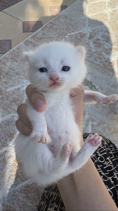 Котята веслоухие