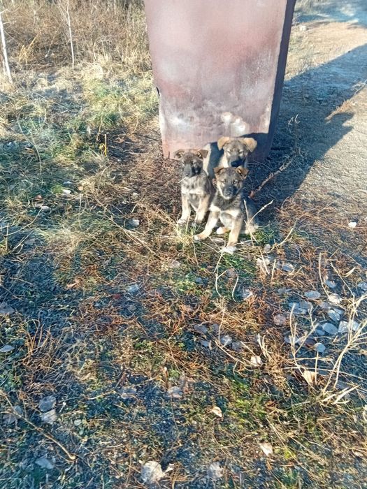 Отдам щенков в добрые руки.