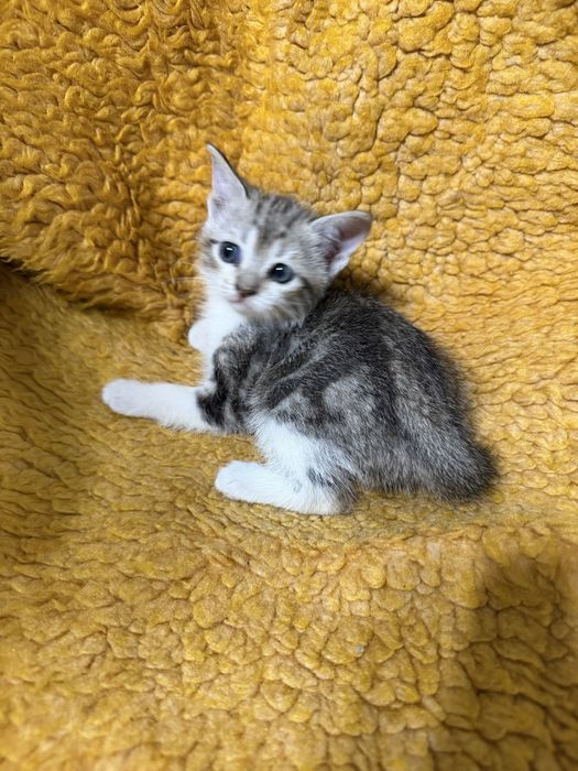 Продам шотландских котят