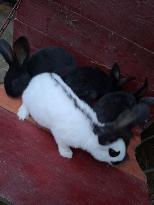 Vand sau schimb iepuri