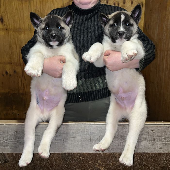 Щенки Американские акиты