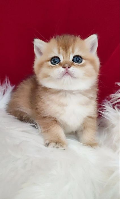 британская золотая шиншилла текированная шиншилла