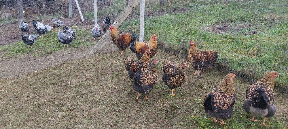 Familie Wyandotte gsg