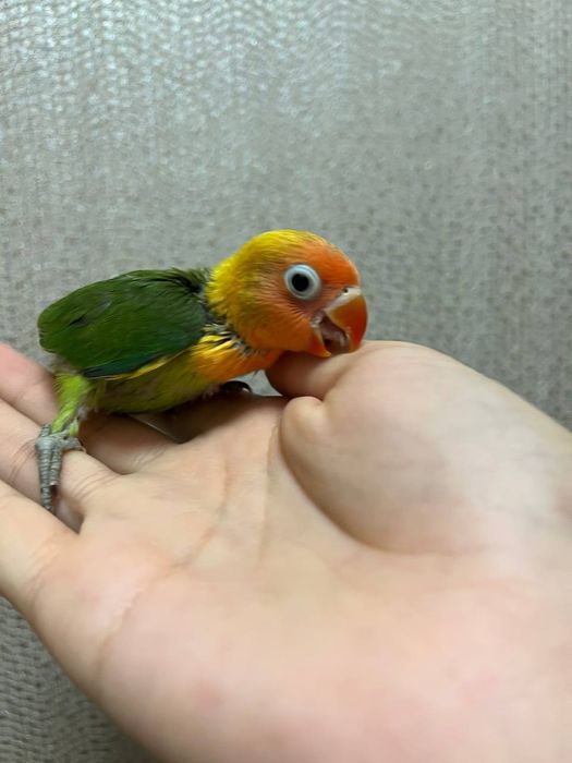 Попугаи неразлучники ручные