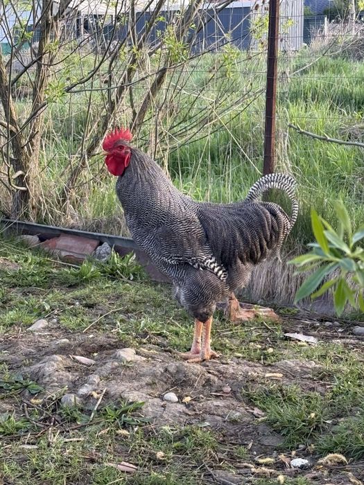 Cocoș Plymouth in vârstă de 1 an.... Jud: Mureș