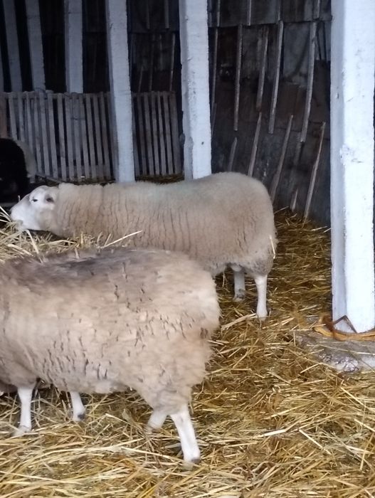 Berbec texel de vânzare