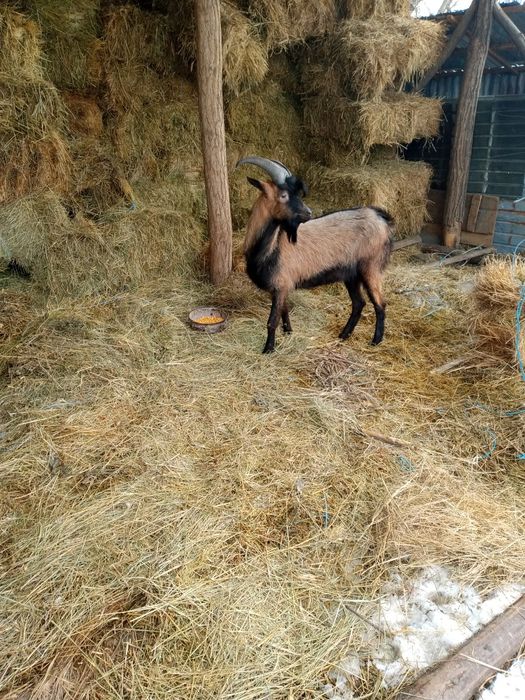 Vând țap alpin francez