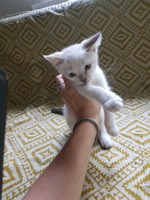 Отдам котёнока в добрые руки