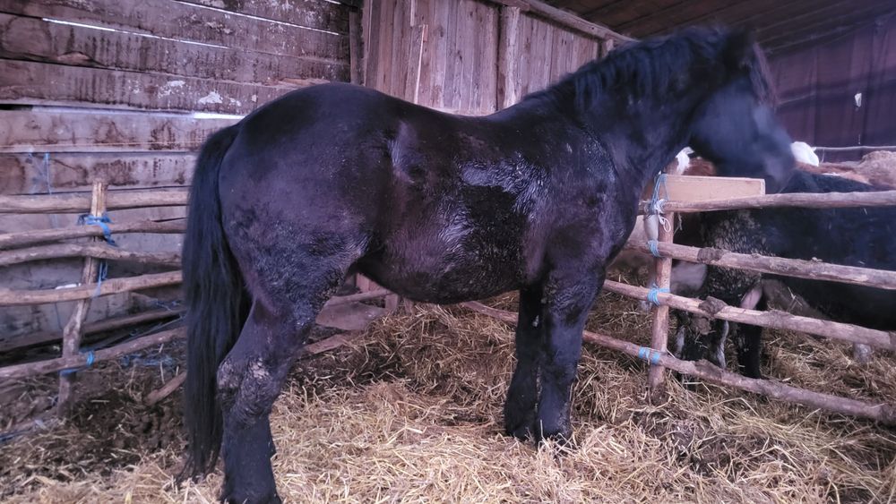 Vând cai/iepe/mânz