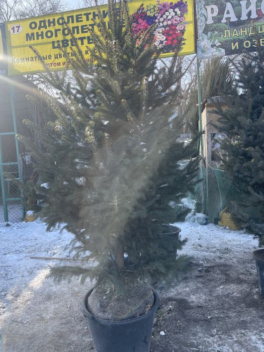 Ель . Ногодняя елки