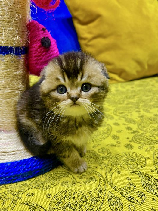 Шотланский Скоттиш Фолд! Шиншилла!