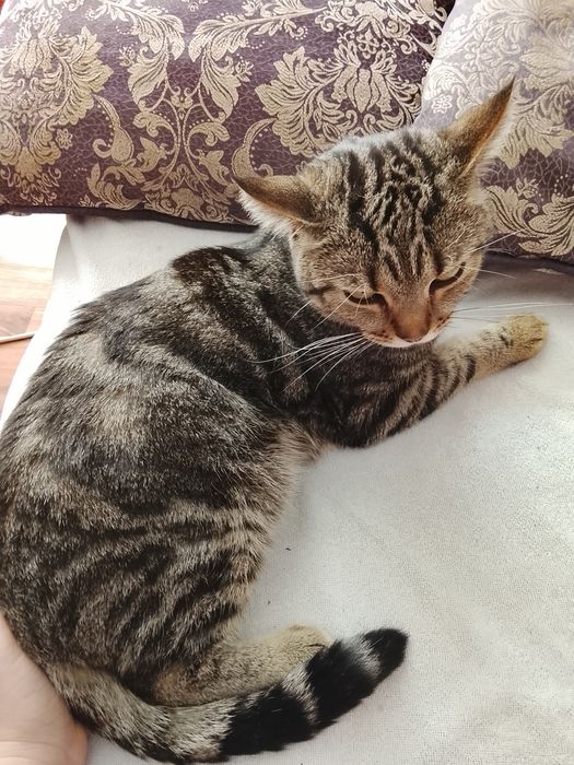 Кот в хорошие руки