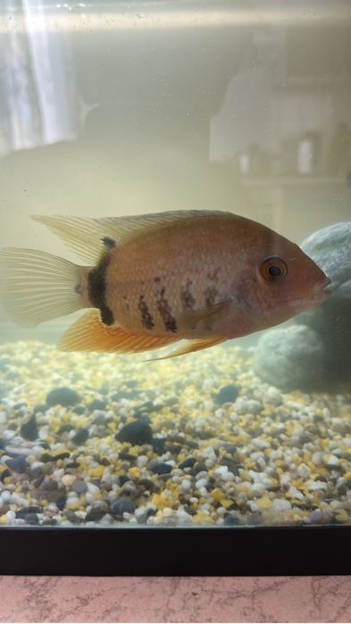 Северум изумрудный