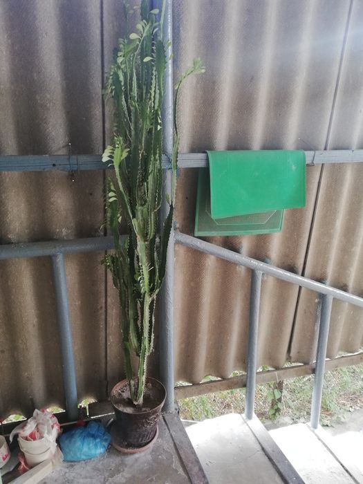 Продам два молочая