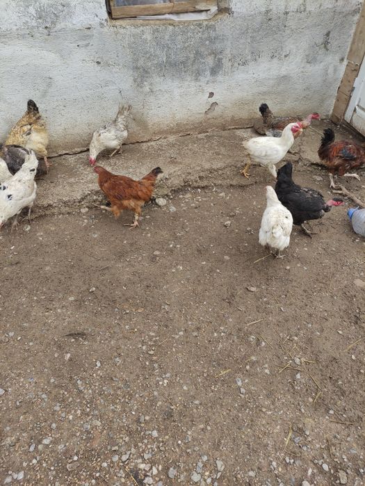 Тауктар сатыладыТ