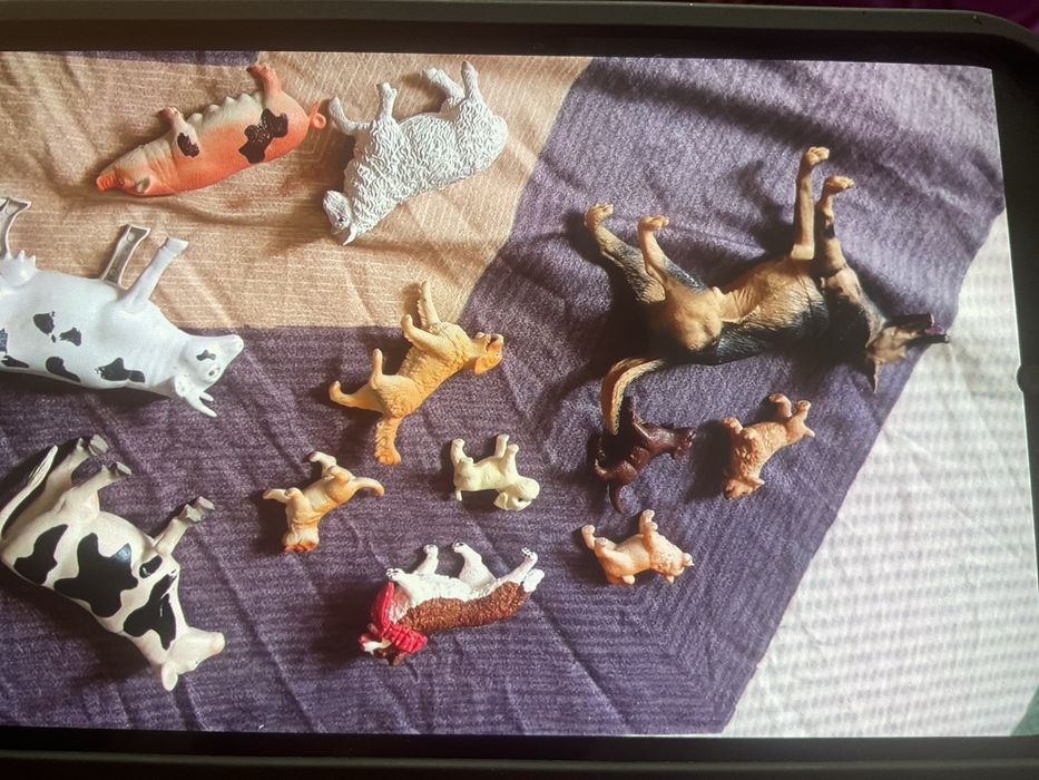 Vand lot animale