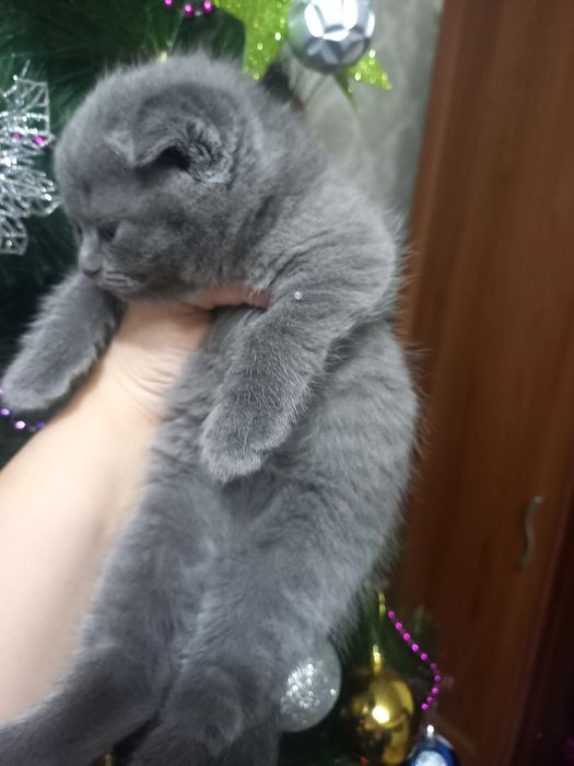 Продаются шикарные котята