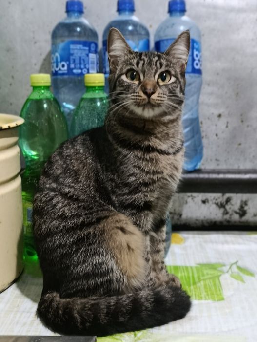 Ищу кота для кошки