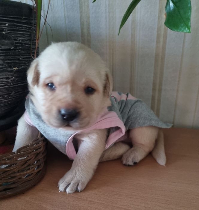 Лабрадор / Лабрадори