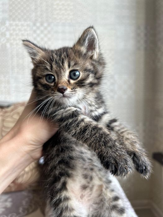 Отдам котенка в хорошие руки