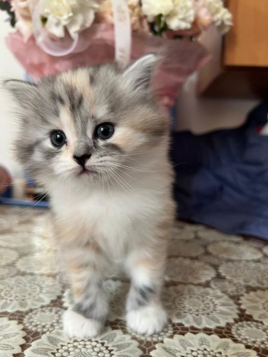 Продам котят скотиш-страйт