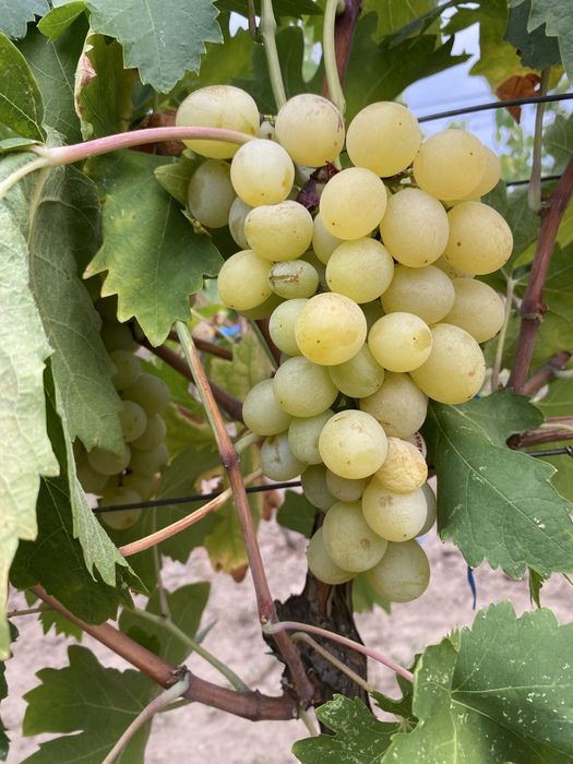 Butasi vita de vie!!!