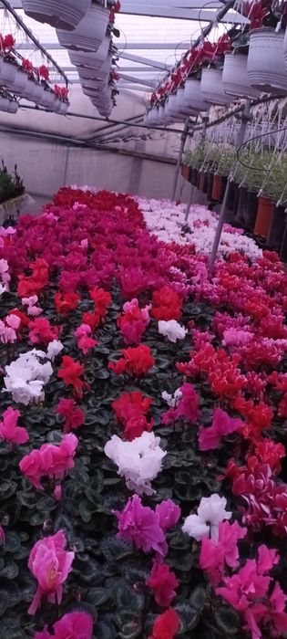 Flori 1-8martie cyclamen,garofite,zambile