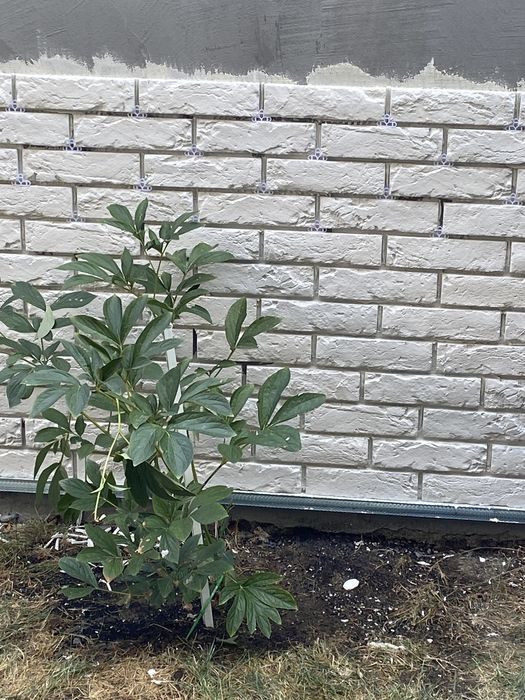 Placa beton cu model