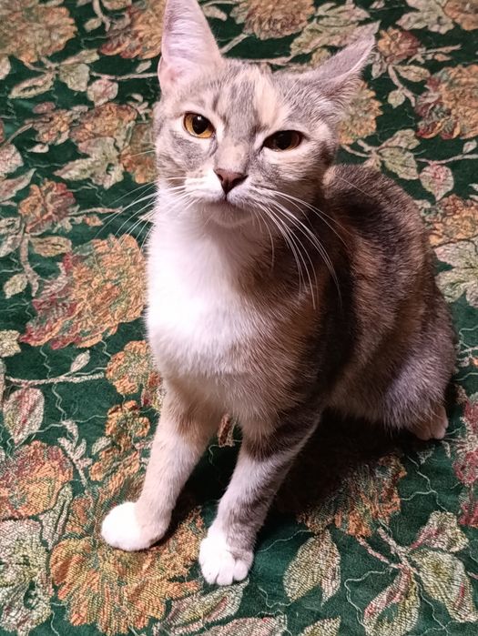 Кошечка ищет любящую семью!