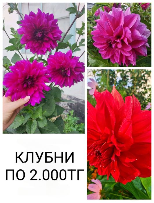 Продам клубни георгинов.