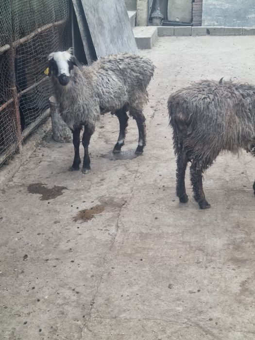 Колда устап багып откан токты сатам