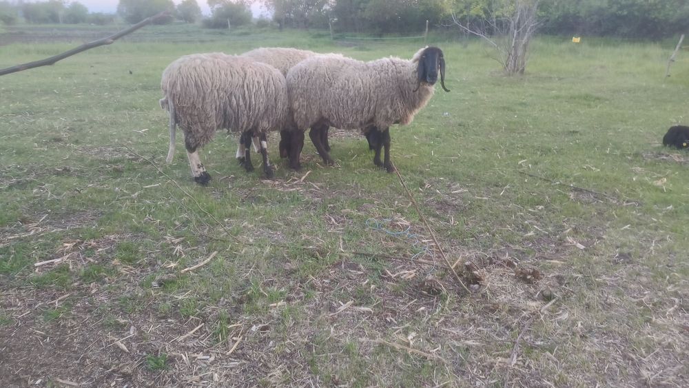 Oi sârbești 3 buc + berbec