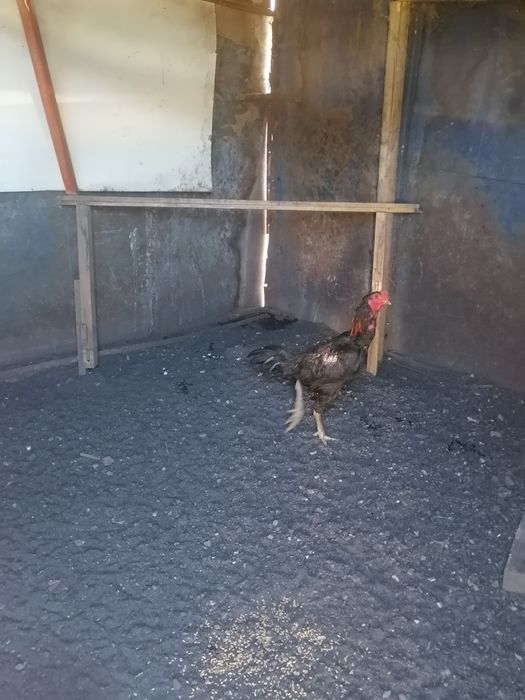 Продам дакана китаец