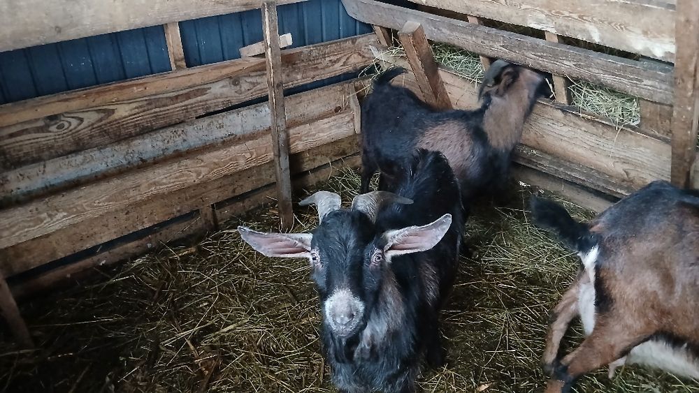 TAP DE VANZARE 1 alpin francez 1 Anglo nubian.