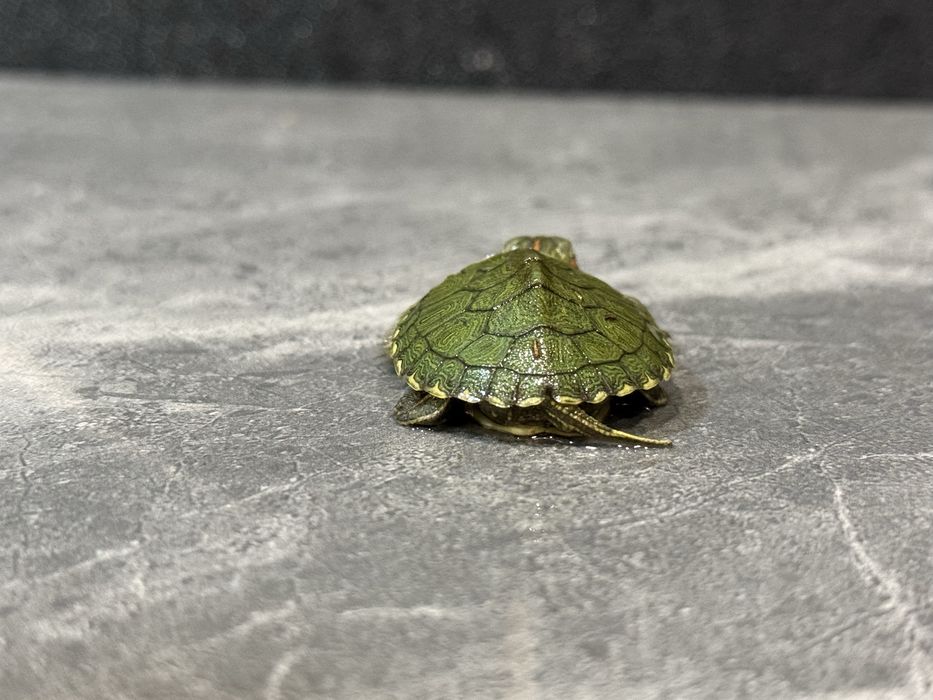 Черепашки , красноухие