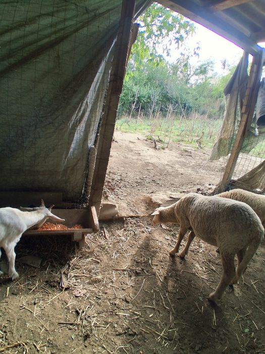 De vânzare un mănz de 5 luni și o cărlanca are undeva la 50 kg 55kg se vinde separat