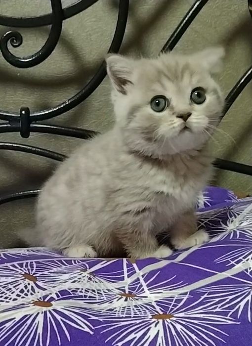 Шикарная девочка. Скоттиш страйт.