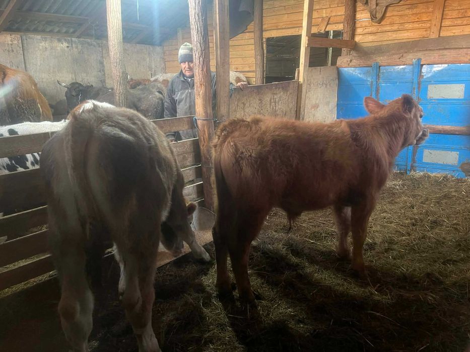 De vinzare vaca cu vitel