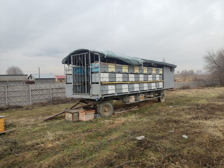 Asal ari prisepti sotiladi