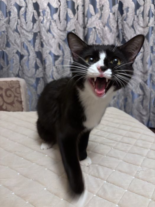 Отдам в хорошие руки