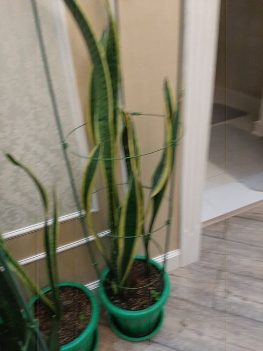Комнатные цветы сансевьерия