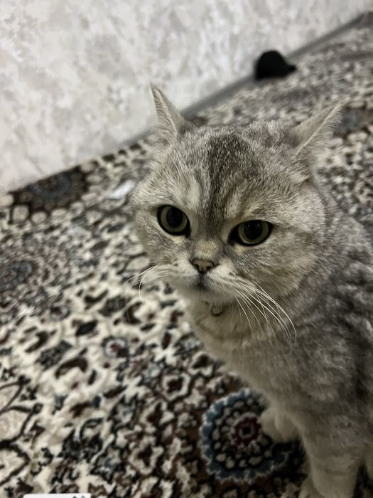 Mushuk yaxshi parodali soglom hujjati bor yaxshi qolga beraman faqat.