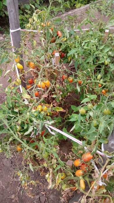 Семена томатов-черри